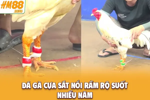 Đá gà cựa sắt nổi rầm rộ suốt nhiều năm Đá gà cựa sắt nổi rầm rộ suốt nhiều năm