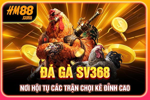 Đá Gà SV368 - Nơi Hội Tụ Các Trận Chọi Kê Đỉnh Cao