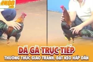 Đá Gà Trực Tiếp - Thưởng Thức Giao Tranh, Đặt Kèo Hấp Dẫn