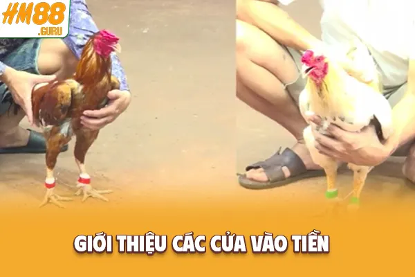 Giới thiệu các cửa vào tiền