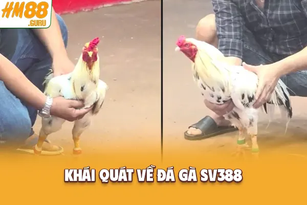 Khái quát về đá gà SV388